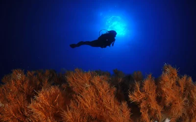 Arranca una nueva edición del certamen Open Fotosub