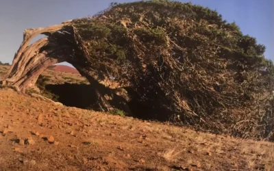 Carta de la Reserva de la Biosfera a los Árboles de El Hierro