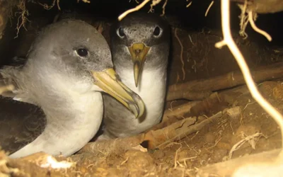 El Cabildo de El Hierro inicia la campaña de atención a la Pardela Cenicienta 2013