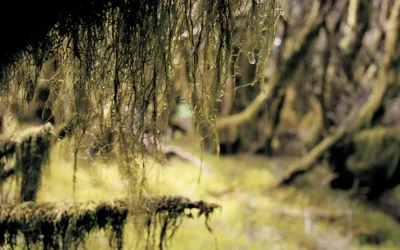 El Cabildo de El Hierro instala nuevos sistemas de captanieblas para uso forestal