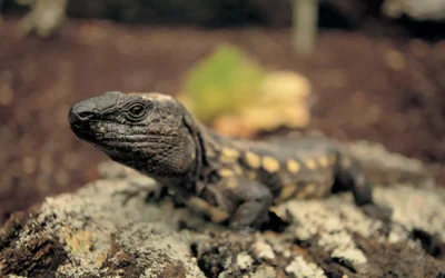 El Cabildo herreño suelta a 32 ejemplares de lagarto gigante en Punta Agache.