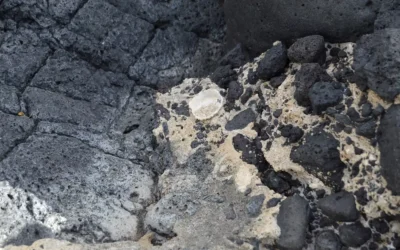 Paleontología y Fauna Fósil