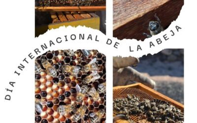 El Hierro celebra el Día Mundial de las Abejas con el lanzamiento del proyecto APICLIMPACT para proteger a las grandes polinizadoras del cambio climático