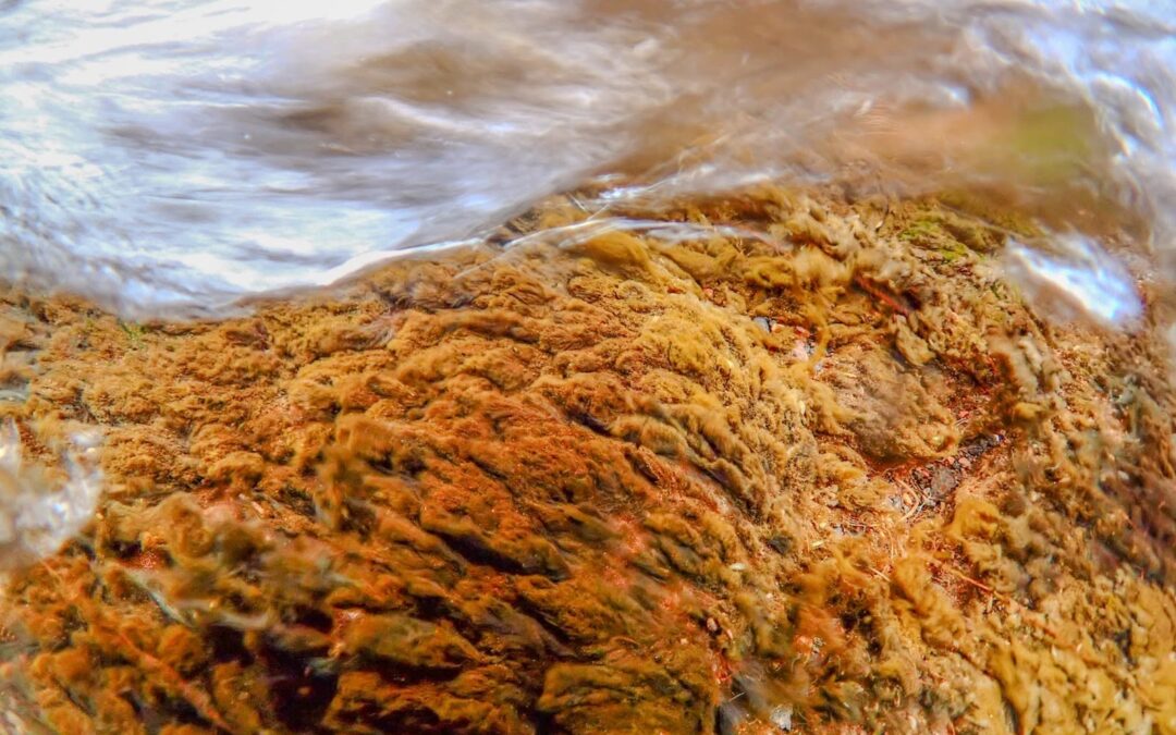 Nuevo registro que amplía el conocimiento sobre la biodiversidad de Canarias