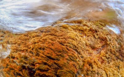 Nuevo registro que amplía el conocimiento sobre la biodiversidad de Canarias